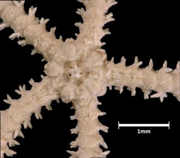 Media type: image;   Invertebrate Zoology OPH-1095 Aspect: dorsal-detail